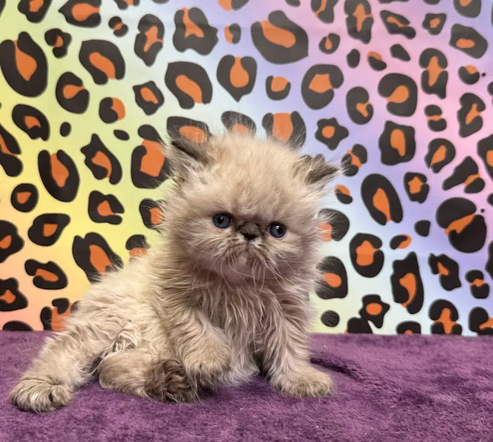 KHLOE’S KITTENS - Persian kittens for sale, Himalayan kittens for sale, Exotic kittens for sale Picture 9