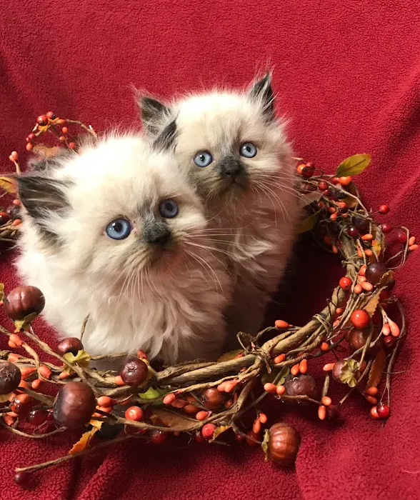 KHLOE’S KITTENS - Persian kittens for sale, Himalayan kittens for sale, Exotic kittens for sale Picture 8