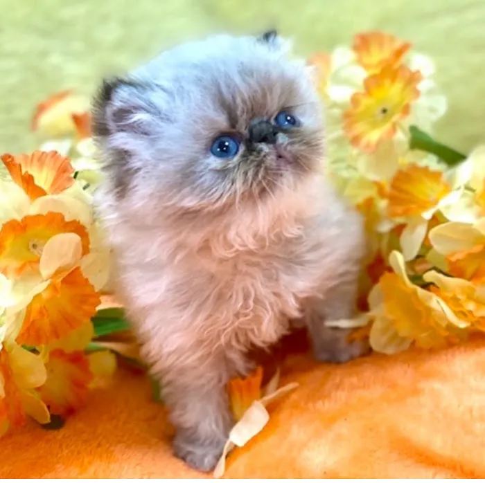 KHLOE’S KITTENS - Persian kittens for sale, Himalayan kittens for sale, Exotic kittens for sale Picture 10