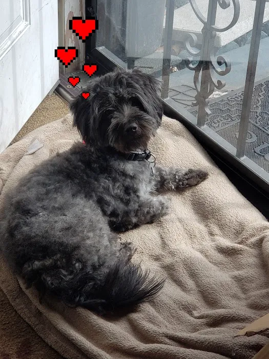 Heart + Paw Picture 8