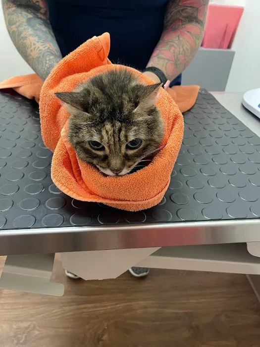 South Jersey Cat Clinic Picture 1