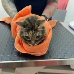 South Jersey Cat Clinic