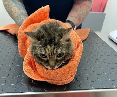 South Jersey Cat Clinic