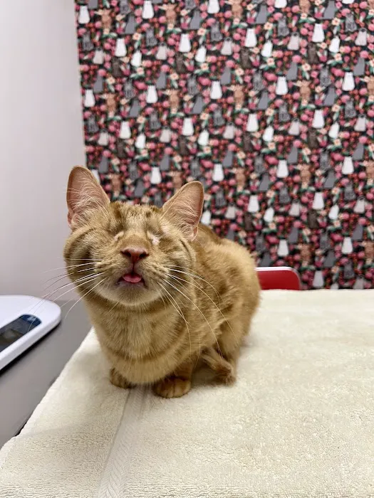 South Jersey Cat Clinic Picture 2