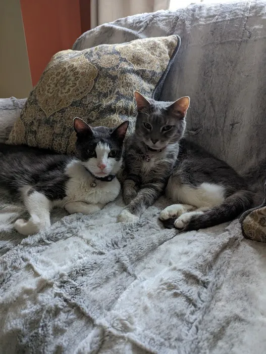 South Jersey Cat Clinic Picture 5