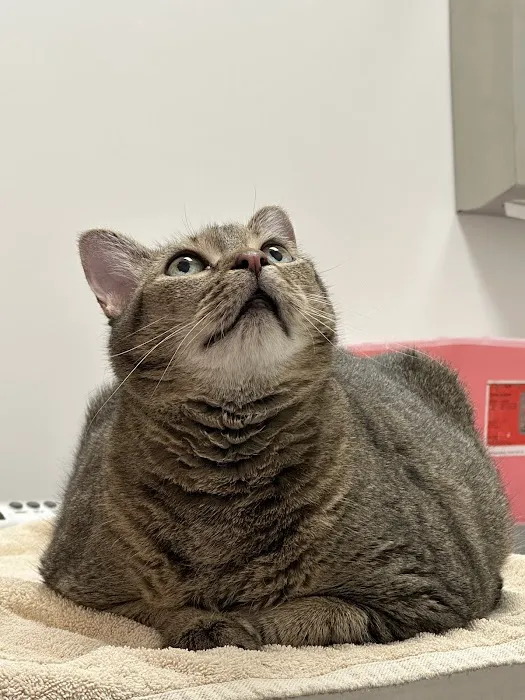 South Jersey Cat Clinic Picture 7