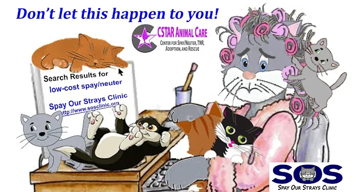 CSTAR Animal Care Spay Our Strays Clinic Picture 8