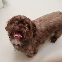 Voorhees Veterinary Center ico