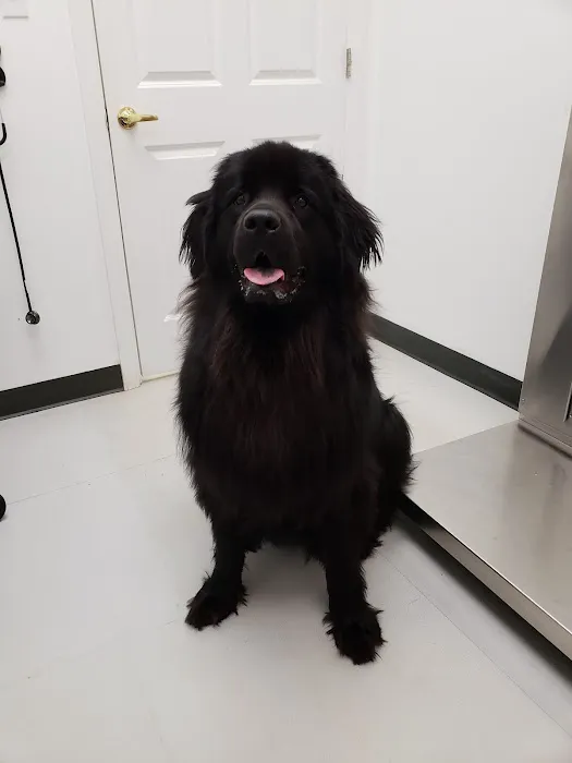Voorhees Veterinary Center Picture 7