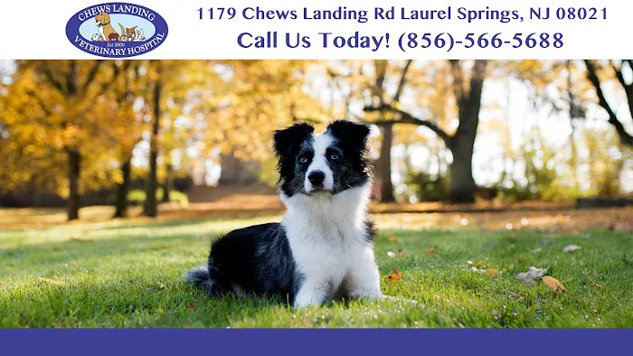 Chews Landing Veterinary Hospital Picture 1