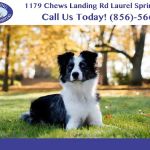 Chews Landing Veterinary Hospital