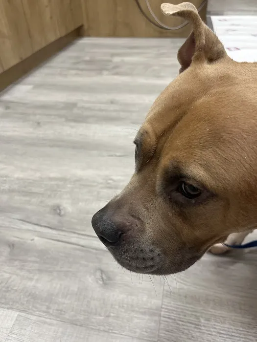 Pet Check Urgent Care Picture 1