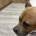 Pet Check Urgent Care