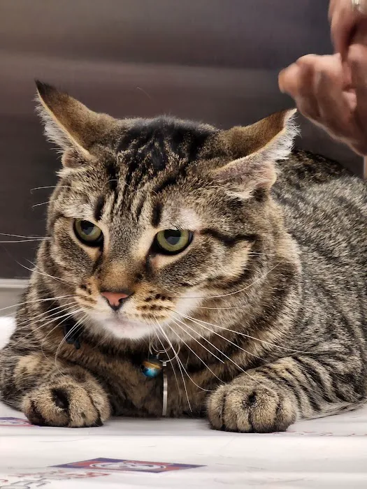 Pet Check Urgent Care Picture 2