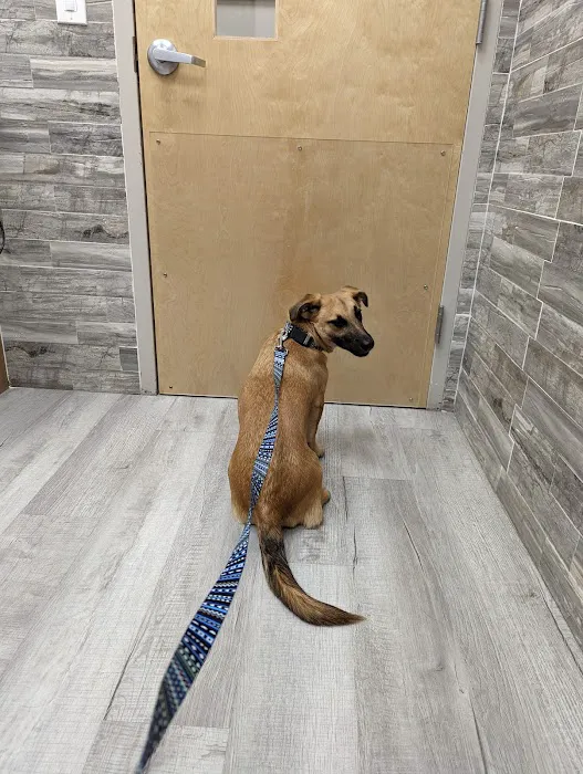 Pet Check Urgent Care Picture 5