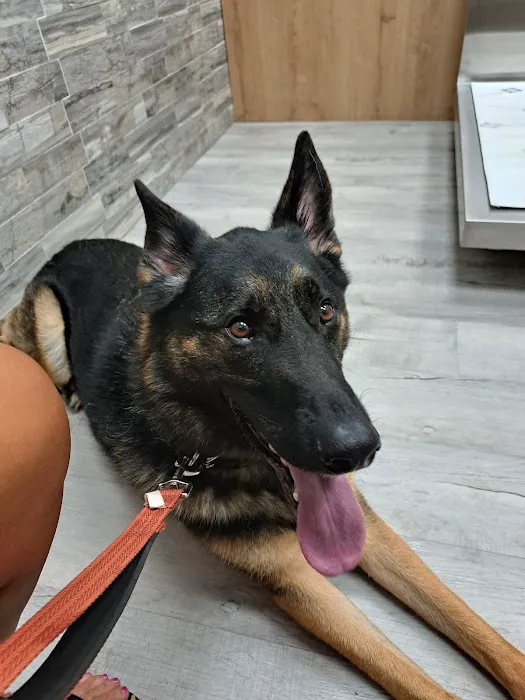 Pet Check Urgent Care Picture 8