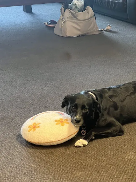Pet Check Urgent Care Picture 7
