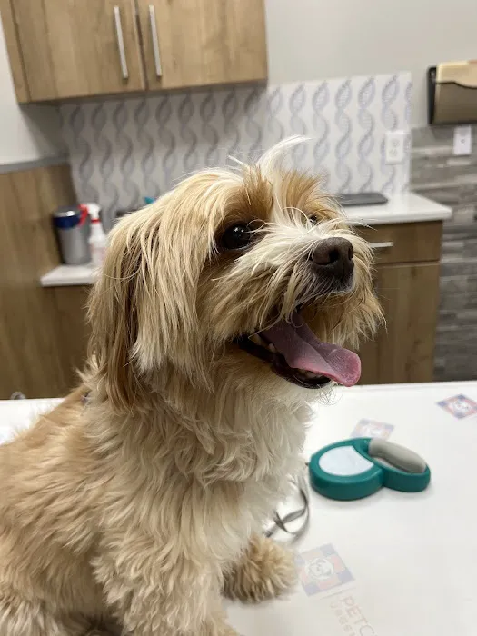 Pet Check Urgent Care Picture 6