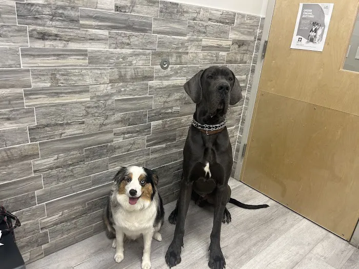 Pet Check Urgent Care Picture 10