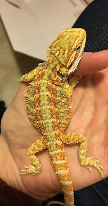 DBD Pet Picture 4
