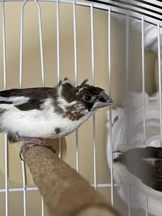 New York Bird Supply Picture 3