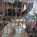 New York Bird Supply