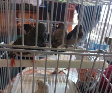 New York Bird Supply