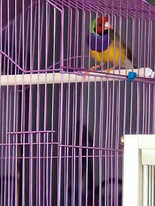 New York Bird Supply Picture 8