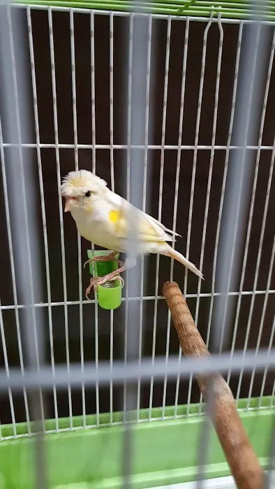 New York Bird Supply Picture 6