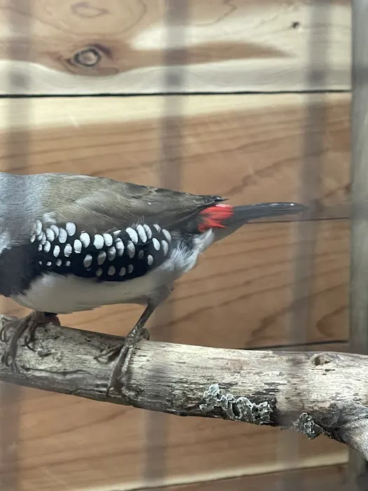 New York Bird Supply Picture 4