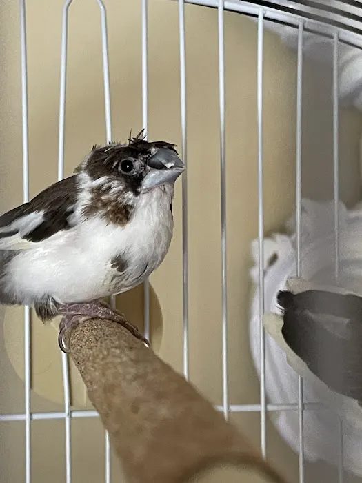 New York Bird Supply Picture 9