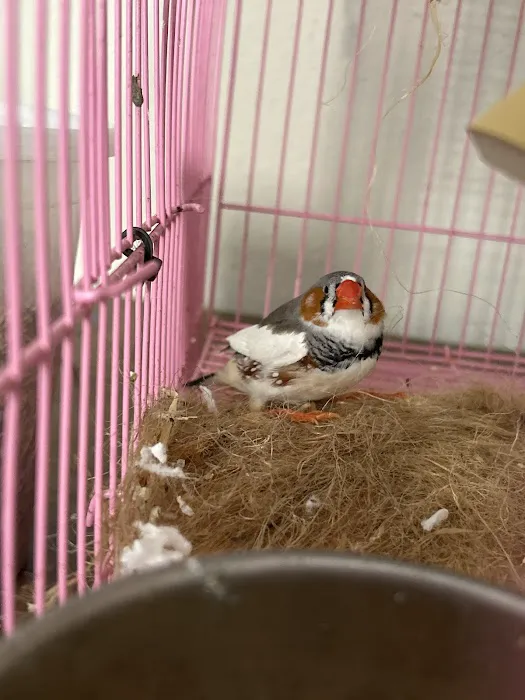 New York Bird Supply Picture 10