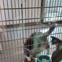 Blackwood Animal Hospital ico