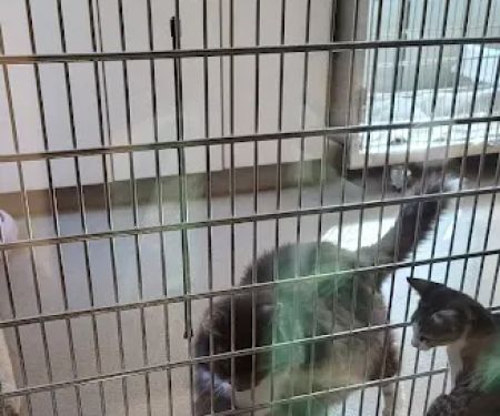 Blackwood Animal Hospital