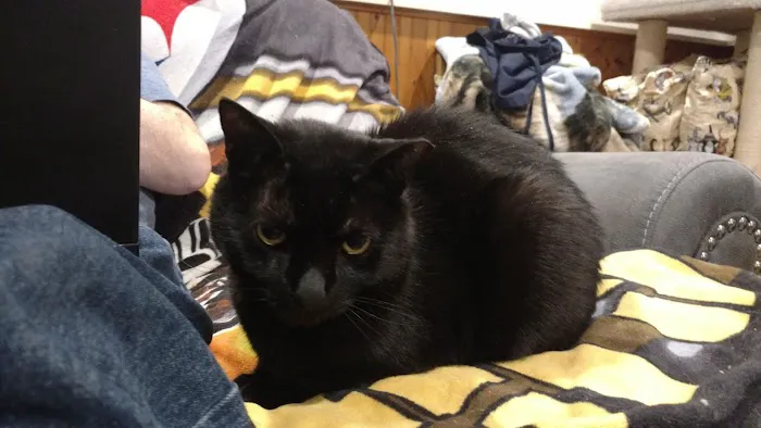 Blackwood Animal Hospital Picture 7