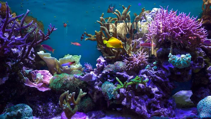 Imperial Aquatics Picture 1