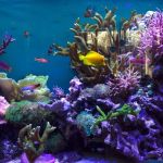 Imperial Aquatics