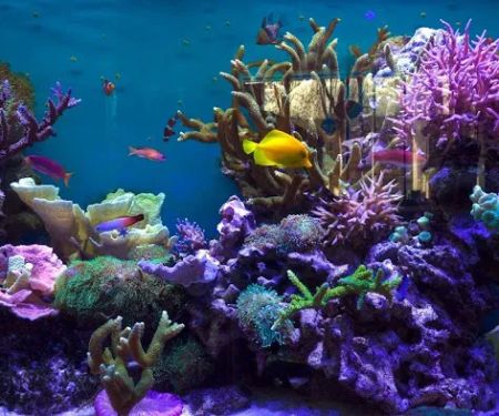 Imperial Aquatics