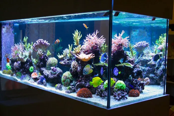 Imperial Aquatics Picture 2
