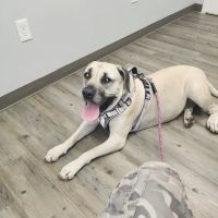 Clementon Animal Hospital ico