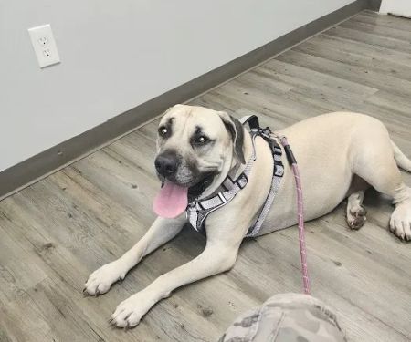 Clementon Animal Hospital
