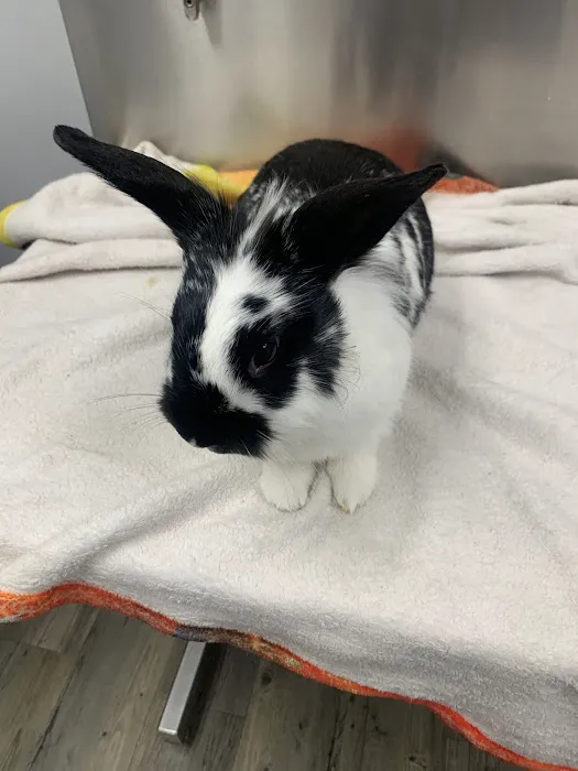 Clementon Animal Hospital Picture 9