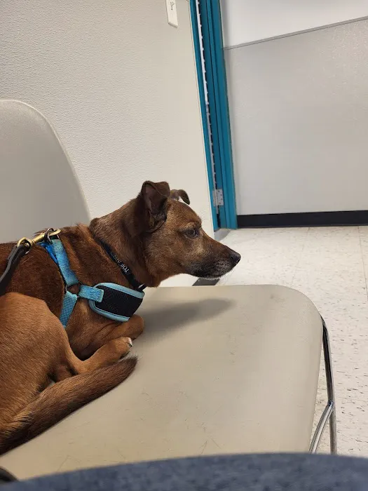 Animal Welfare Association Pet Clinic Picture 1