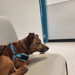 Animal Welfare Association Pet Clinic