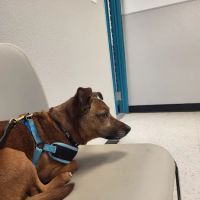 Animal Welfare Association Pet Clinic ico