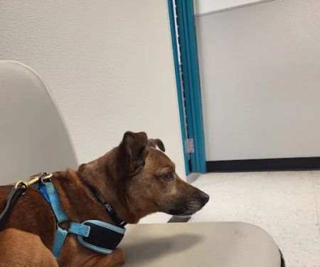 Animal Welfare Association Pet Clinic