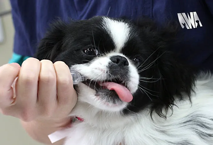 Animal Welfare Association Pet Clinic Picture 3