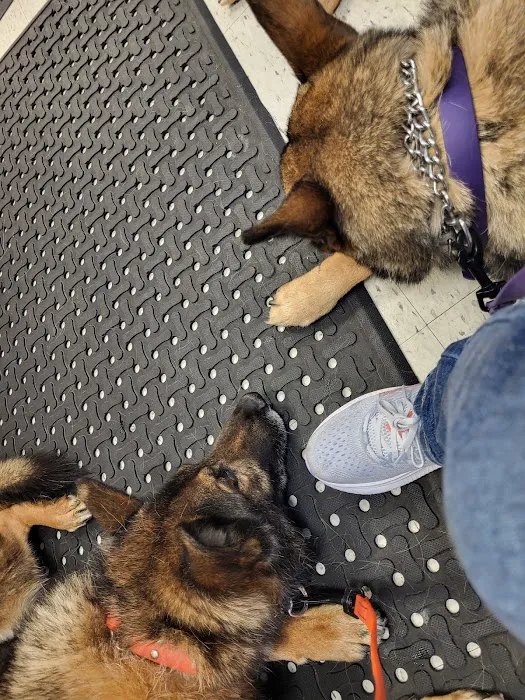 Animal Welfare Association Pet Clinic Picture 4
