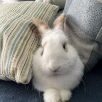 NJ Exotic Pets ico