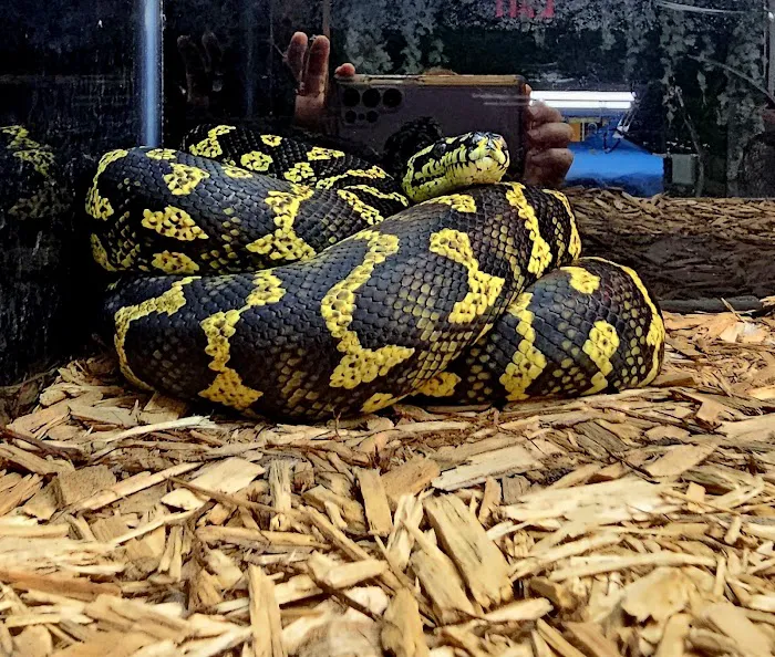 NJ Exotic Pets Picture 7